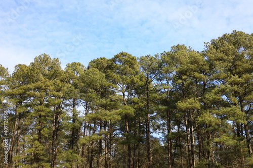 Yellow Pine Trees (Pinus taeda), commonly known as Loblolly pine