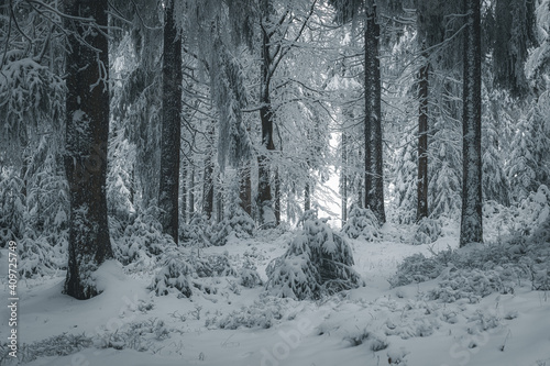 Winterliche Landschaft mit Sonnenschein im Wald im Winter photo