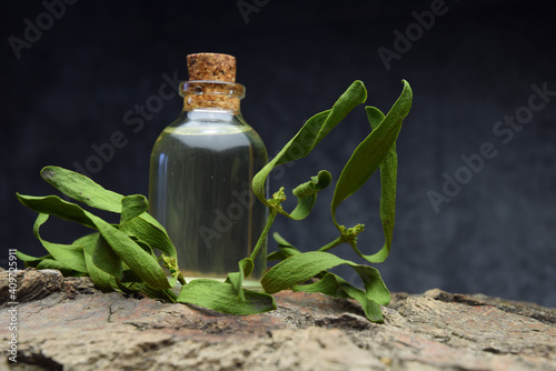Mistletoe natural oil alternative medicine