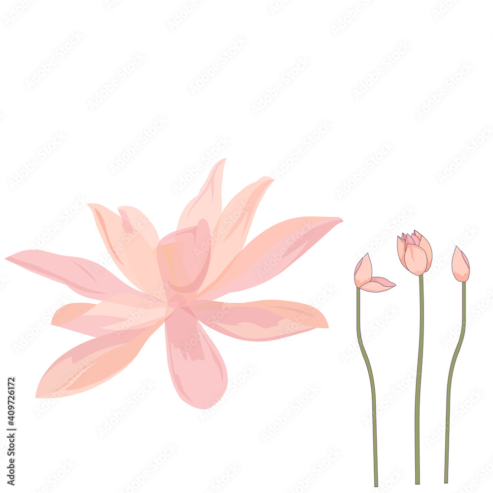 Lotus set on white isolated background, vector Asian lotus in Cartoon style, isolated water lily, outlined pink lotus, concept of Asia and Chinese Culture, Nature and Garderning, Water Plants.