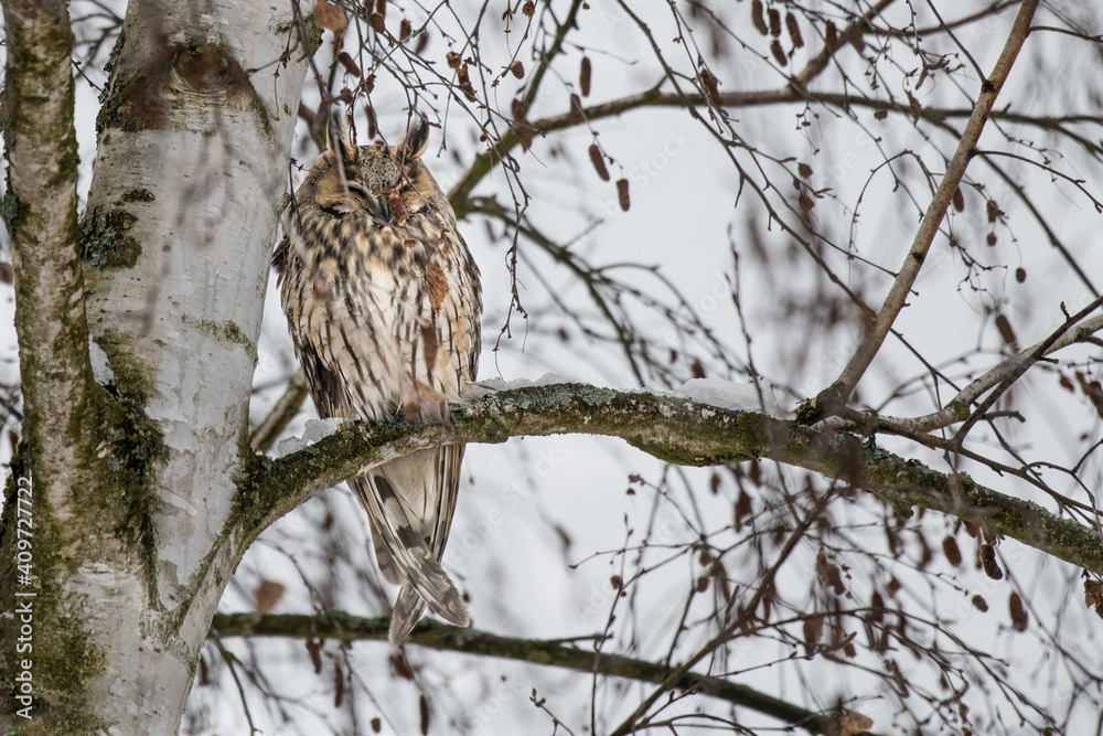 Obraz premium Waldohrkauz