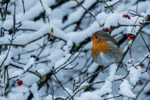 Rotbrüstliim Winter © Ueli