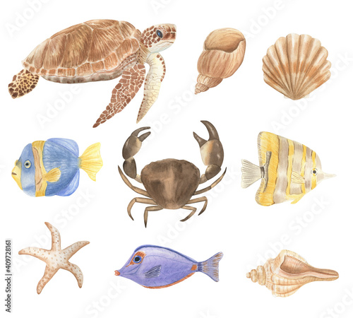 Set of ocean life on a white background. Sea inhabitants Watercolor illustration Turtle Fish. Starfish. Crab. Shells.