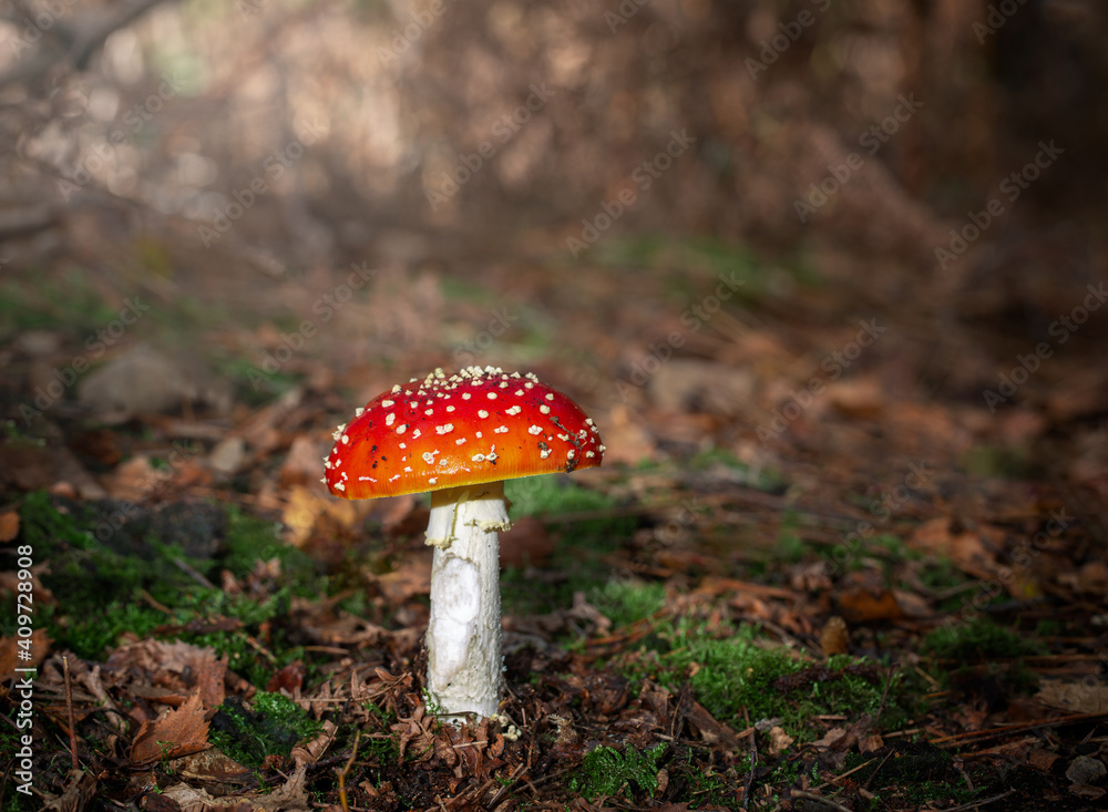 Fly Agaric (amanita mascara) in autumn light Fly Agaric (amanita mascara) in autumn light