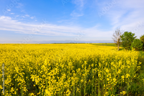 Beautiful landscape with a bright colorful yellow rape field on a background of a textured blue sky with clouds.