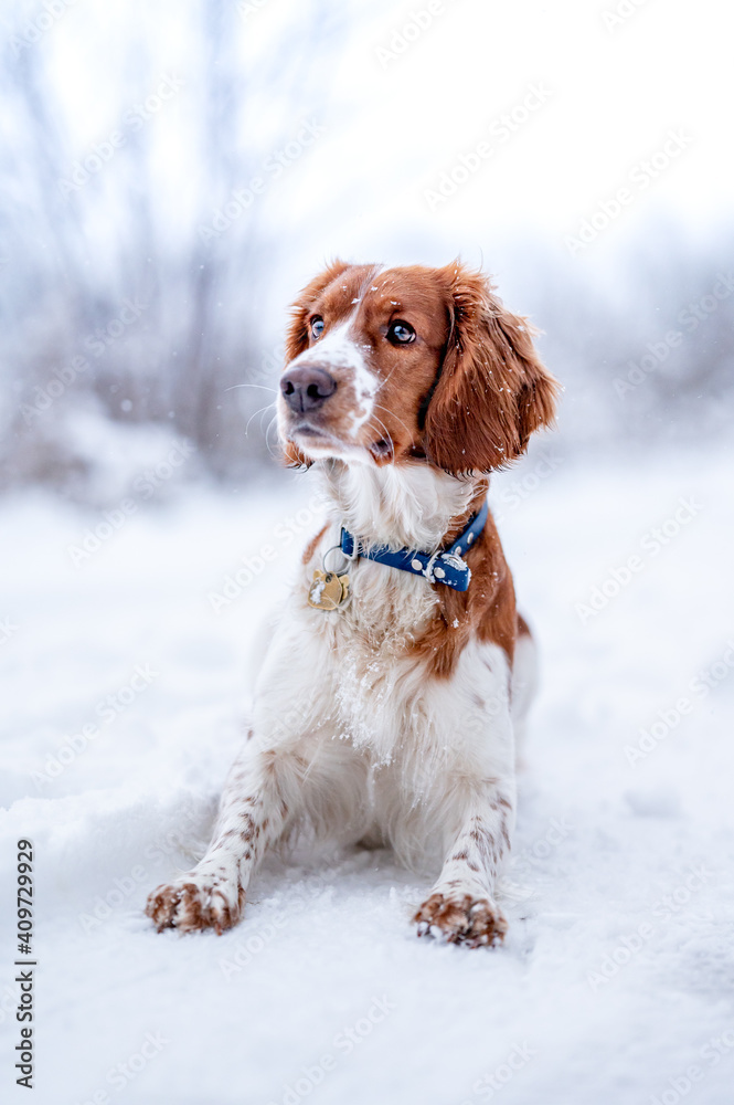 Adorable welsh springer spaniel dog breed in snowy forest in winter.