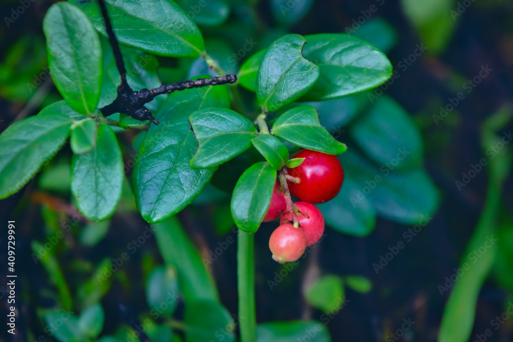 Ripe red berries of a lingonberry on a bush in the forest close-up. Ripe red berries of a lingonberry on a bush in the forest close-up.