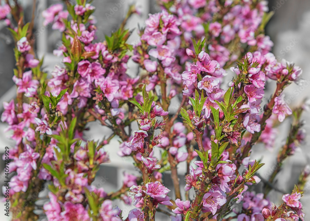 Peach, a deciduous tree Bonanza. Peach seedlings with pink flowers. Season work in garden
