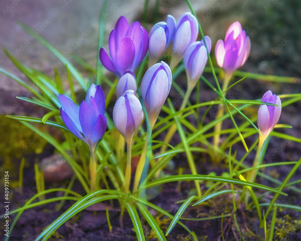 Crocus First blooming spring flowers in garden. Plants for park, garden Crocus First blooming spring flowers in garden. Plants for park, garden