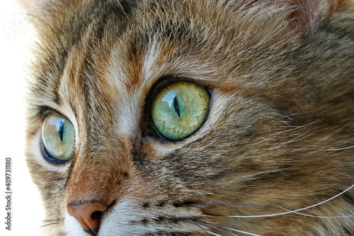 Domestic cat face with big eyes close-up, macro shot