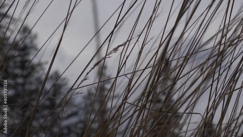 Tall Grass Gently Swaying In Wind. Slow Motion
Tall Grass Gently Swaying In Wind. Slow Motion
