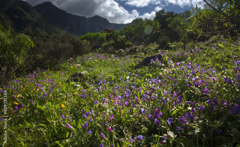 Flora of Gran Canaria - Echium plantagineum natural macro floral background