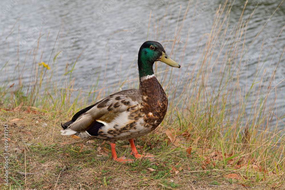 Duck in the grass at the water's edge
Duck in the grass at the water's edge