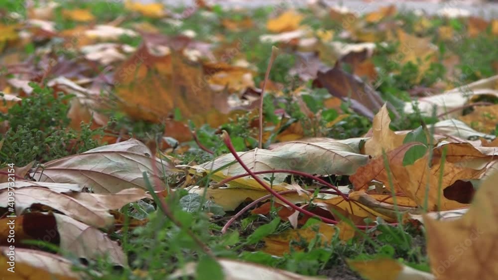 Yellow leaves on the ground in the autumn Park. Carpet of Autumn leaves on the grass. Warm autumn Sunny Park. Yellow leaves on the ground in the autumn Park. Carpet of Autumn leaves on the grass. Warm autumn Sunny Park.
