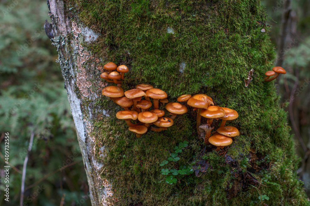 group of tiny brown mushrooms growing out of the tree bark covered with green soft thick moss. network, colony of small shining fungus on live trunk in a forest. ecological balance of living organisms group of tiny brown mushrooms growing out of the tree bark covered with green soft thick moss. network, colony of small shining fungus on live trunk in a forest. ecological balance of living organisms