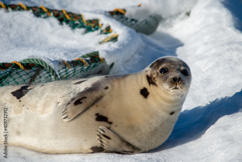 A large grey adult harp seal moving along the top of ice and snow. You can see its flippers, dark eyes, claws and long whiskers. The gray seal has brown, beige and tan fur skin with a shiny coat. 