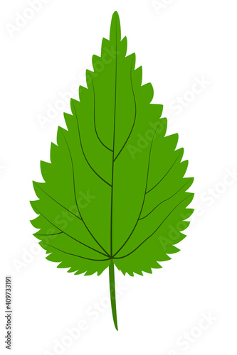 Green nettle leaf on white background