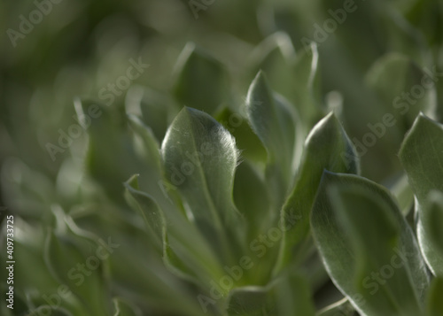 Flora of Fuerteventura - Asteriscus sericeus, the Canary Island daisy silky silver leaves natural macro floral background
 photo