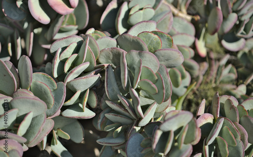 Crassula arborescens aka silver jade plant succulent leaves natural macro floral background photo