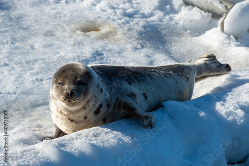 A large grey adult harp seal moving along the top of ice and snow. You can see its flippers, dark eyes, claws and long whiskers. The gray seal has brown, beige and tan fur skin with a shiny coat. 