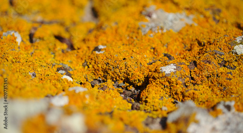 Bright yellow orange Caloplaca marina aka Orange Sea Lichen on rock, recent rains revived the vegetative body, natural macro background 