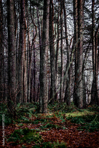 Forrest lanscape © Amr