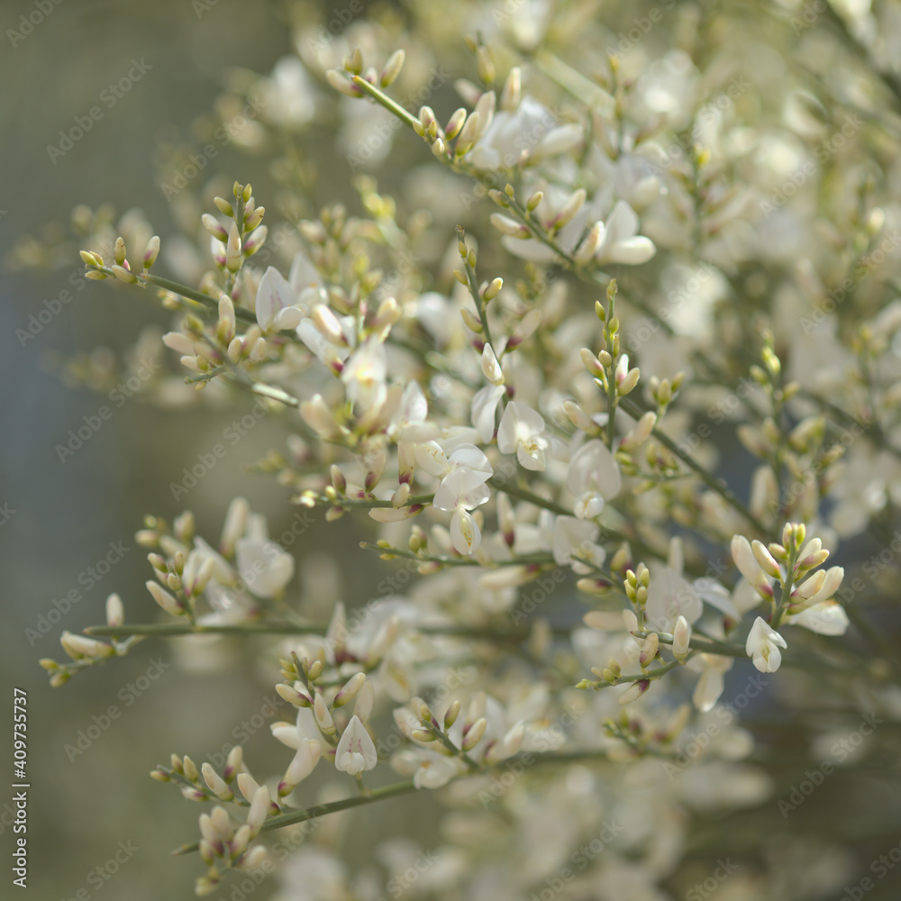 flora of Gran Canaria - Retama rhodorhizoides, broom species endemic to Canary Islands flora of Gran Canaria - Retama rhodorhizoides, broom species endemic to Canary Islands