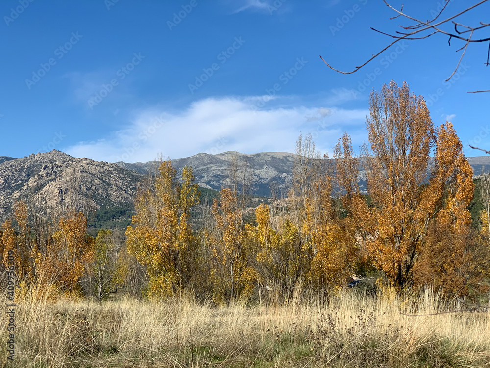 Fototapeta premium autumn forest in the mountains