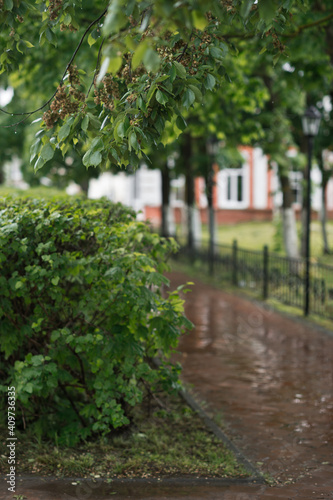 Beautiful Linden alley after the rain 2802.