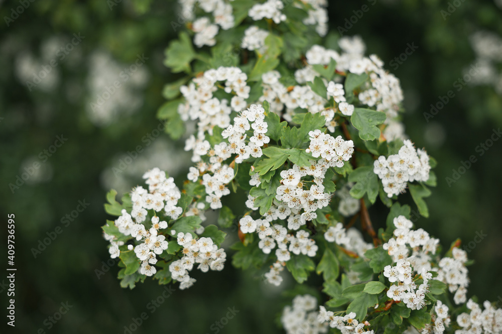 A flowering hawthorn Bush in the sun 2853.