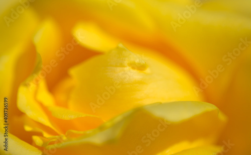 Yellow rose flowering, strong sunshine 