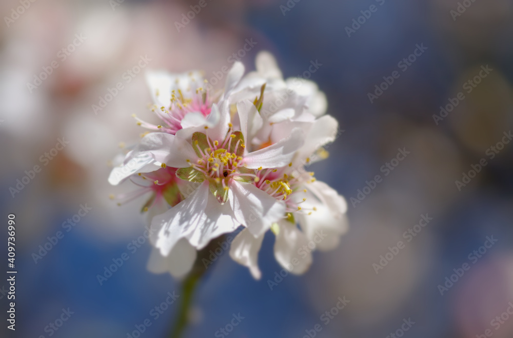 Horticulture of Gran Canaria - almond trees blooming in Tejeda in January, macro floral background Horticulture of Gran Canaria - almond trees blooming in Tejeda in January, macro floral background