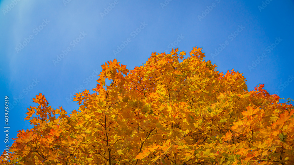 Autumn leaves in the sun Autumn leaves in the sun