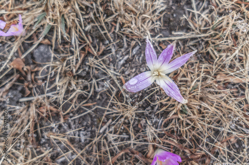 Top view of a purple Colchicum montanum flower grown in the forest with a morning dew on the petals photo