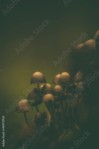 Pilze im Herbst auf einem Waldboden im Wald