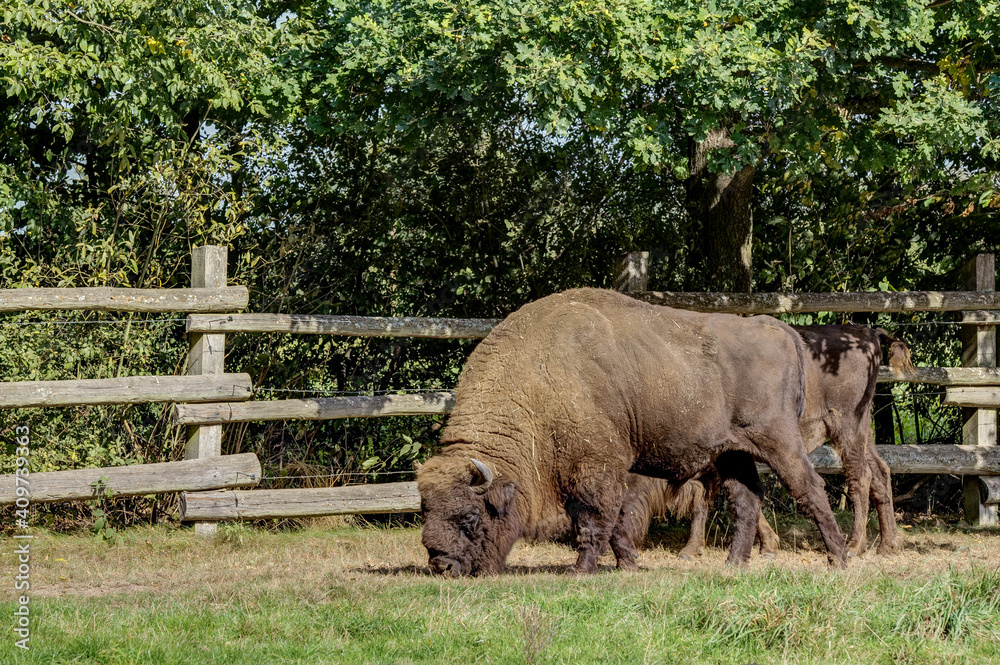 Obraz premium The heaviest land mammal in Europe, bison on pasture. A rather rare picture in Germany..