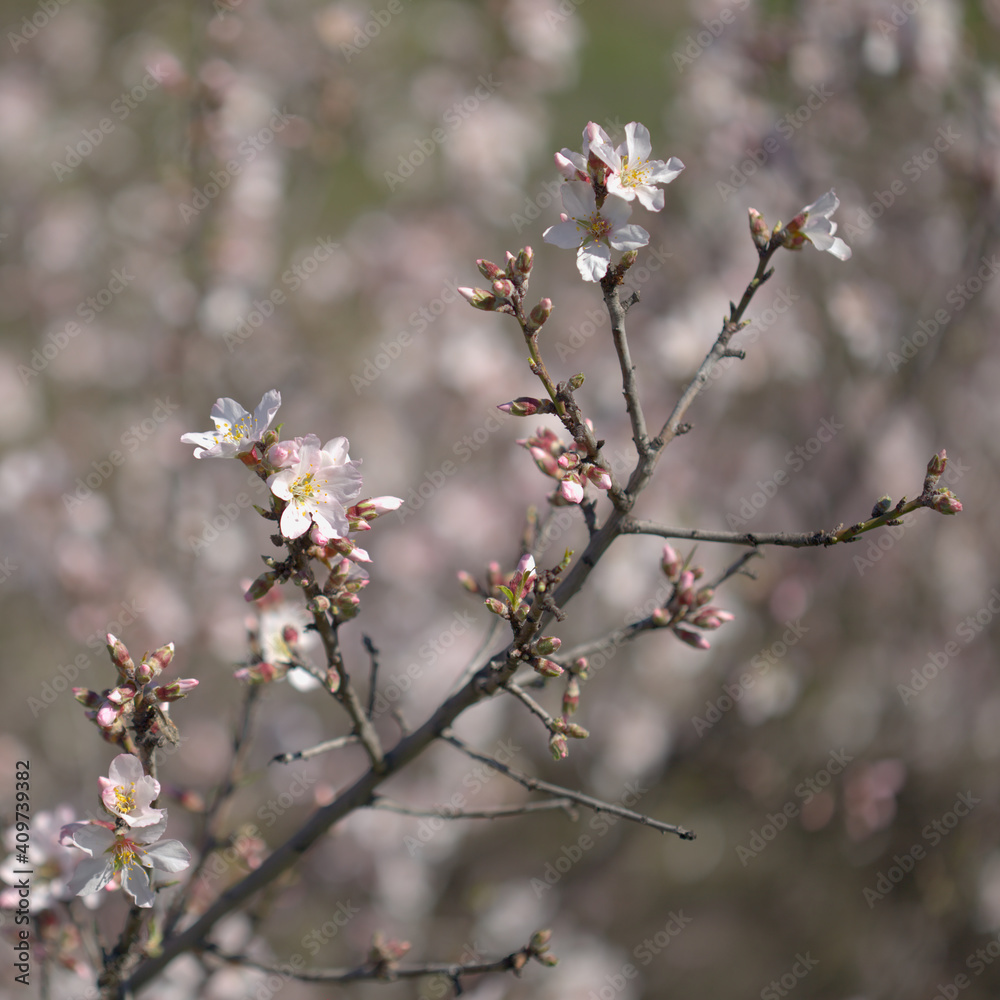 Horticulture of Gran Canaria - almond trees blooming in Tejeda in January, macro floral background
Horticulture of Gran Canaria - almond trees blooming in Tejeda in January, macro floral background