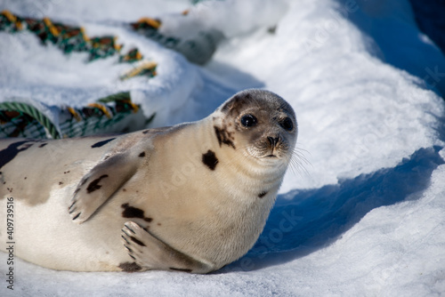 A young harp seal lays on white snow among beach grass in the cold winter. The wild animal has grey fur with harp shaped spots on its skin. The animal has dark eyes, long whiskers and a blubber belly