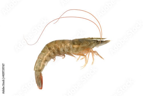 Fresh single living shrimp isolated on white background