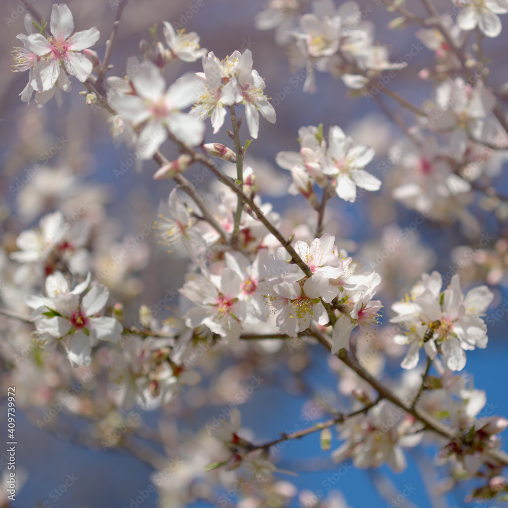 Horticulture of Gran Canaria -  almond trees blooming in Tejeda in January, macro floral background
