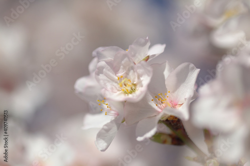Horticulture of Gran Canaria - almond trees blooming in Tejeda in January, macro floral background