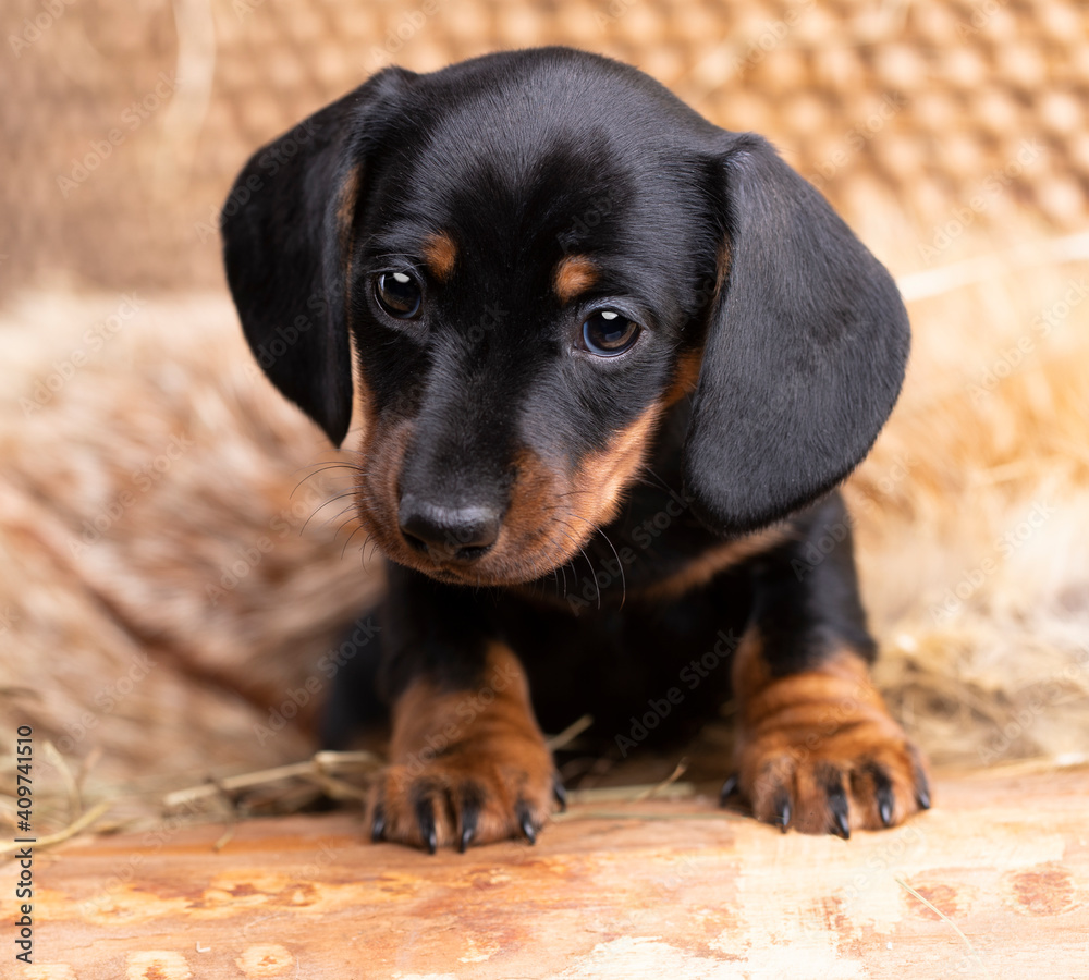  Dog dachshund puppy black-tan colors, dog portrait