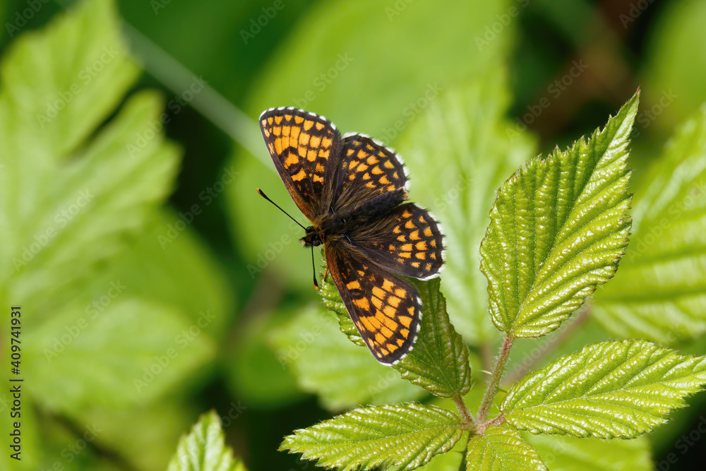 A Heath Fritillary Butterfly basking on a Bramble leaf. A Heath Fritillary Butterfly basking on a Bramble leaf.