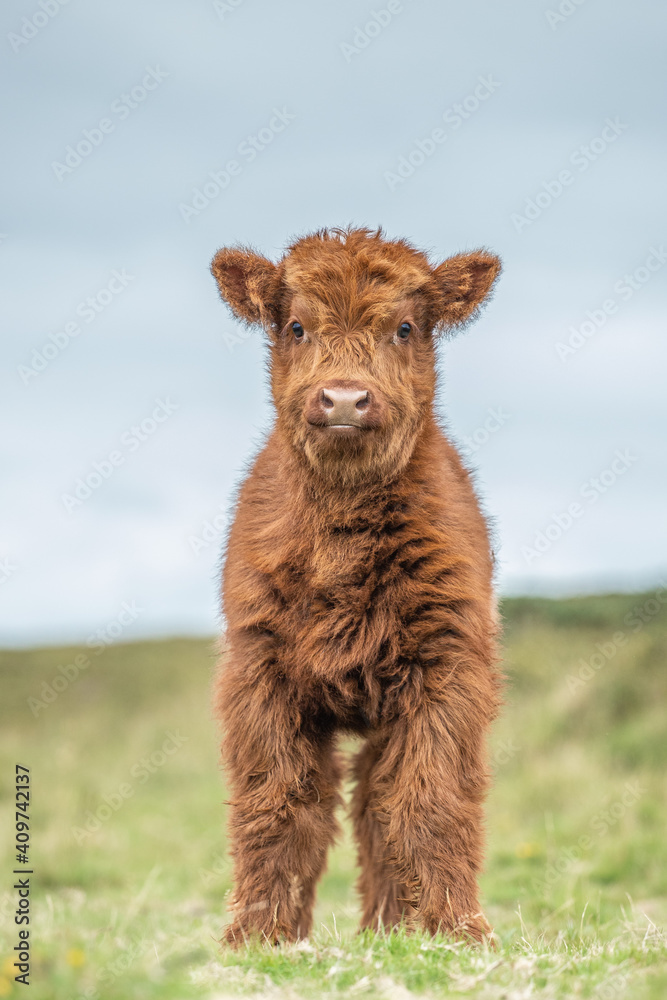 Highland calf on Dartmoor Highland calf on Dartmoor