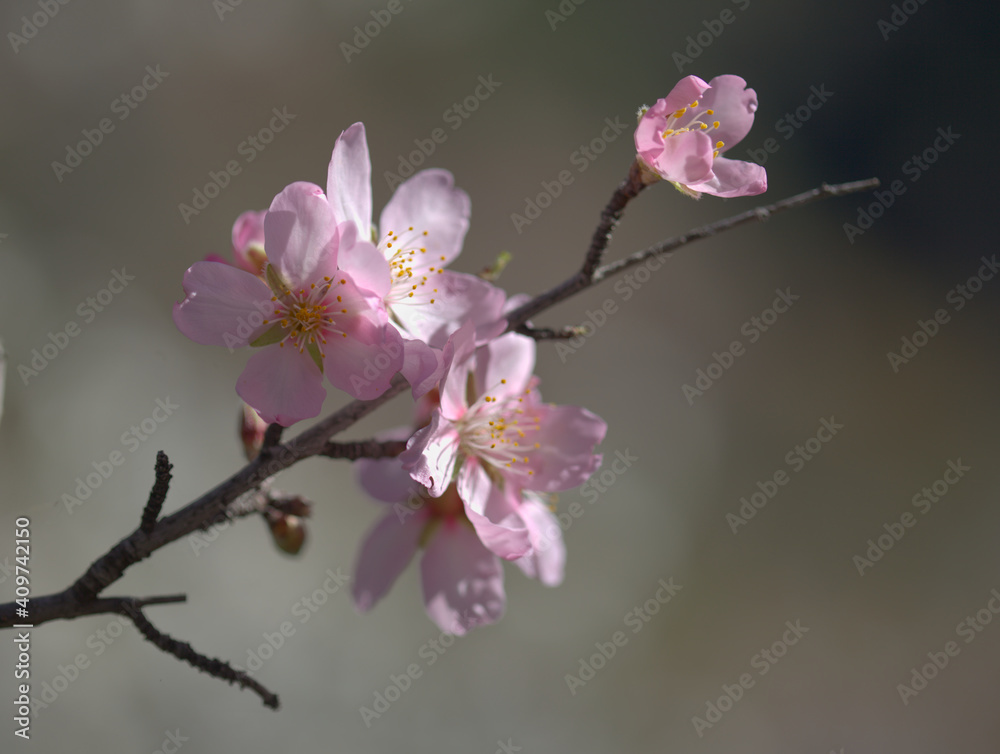 Obraz premium Horticulture of Gran Canaria - almond trees blooming in Tejeda in January, macro floral background 