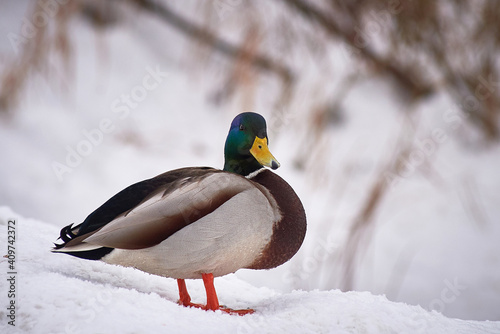 wild ducks on a frozen snow-covered lake. winter landscape © Maya