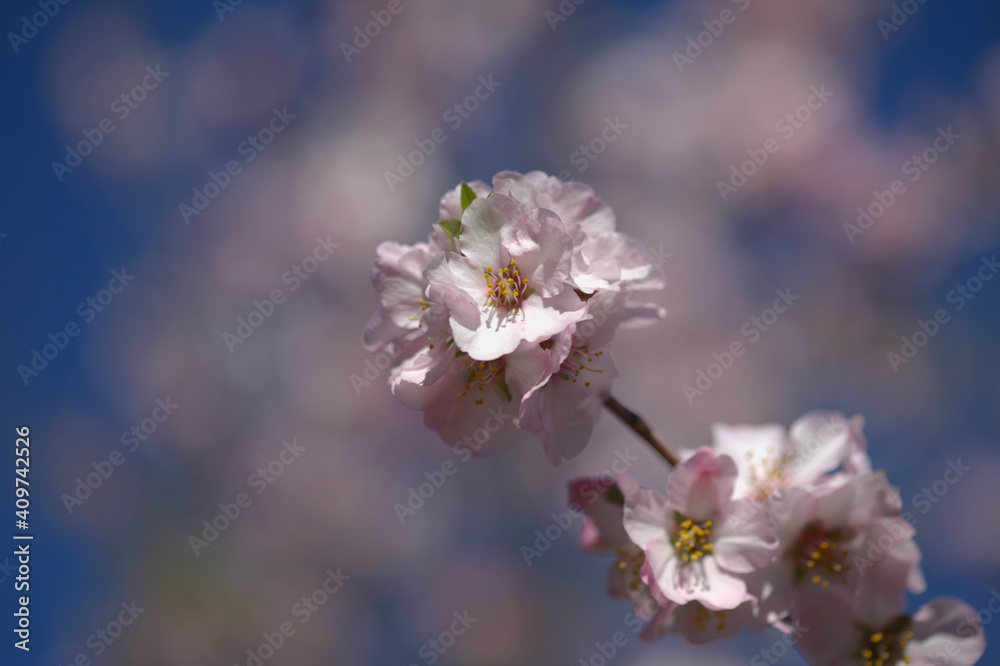 Horticulture of Gran Canaria - almond trees blooming in Tejeda in January, macro floral background
Horticulture of Gran Canaria - almond trees blooming in Tejeda in January, macro floral background
