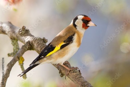 Canvastavla The Goldfinch (Carduelis carduelis) on the tree branch