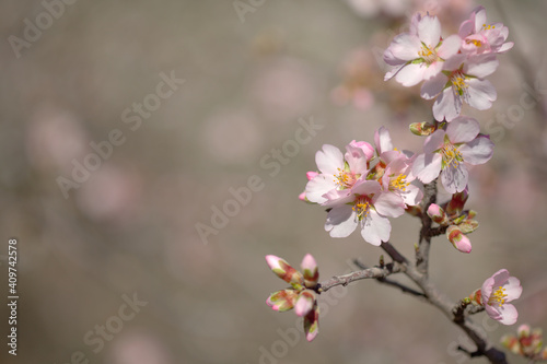 Horticulture of Gran Canaria - almond trees blooming in Tejeda in January, macro floral background