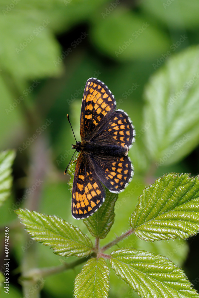 A Heath Fritillary Butterfly basking on a Bramble leaf. A Heath Fritillary Butterfly basking on a Bramble leaf.